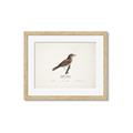 Picture of Turdus _GroupedProduct_Rectangle_Landscape_Framed_Matted_