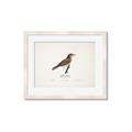 Picture of Turdus _GroupedProduct_Rectangle_Landscape_Framed_Matted_