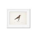 Picture of Turdus _GroupedProduct_Rectangle_Landscape_Framed_Matted_