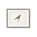Picture of Turdus _GroupedProduct_Rectangle_Landscape_Framed_Matted_
