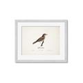 Picture of Turdus _GroupedProduct_Rectangle_Landscape_Framed_Matted_