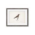 Picture of Turdus _GroupedProduct_Rectangle_Landscape_Framed_Matted_