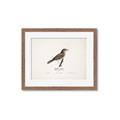 Picture of Turdus _GroupedProduct_Rectangle_Landscape_Framed_Matted_