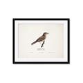 Picture of Turdus _GroupedProduct_Rectangle_Landscape_Framed_Matted_