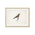 Picture of Turdus _GroupedProduct_Rectangle_Landscape_Framed_Matted_