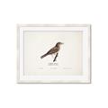Picture of Turdus _GroupedProduct_Rectangle_Landscape_Framed_Matted_