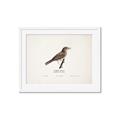 Picture of Turdus _GroupedProduct_Rectangle_Landscape_Framed_Matted_