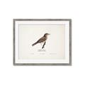 Picture of Turdus _GroupedProduct_Rectangle_Landscape_Framed_Matted_