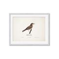 Picture of Turdus _GroupedProduct_Rectangle_Landscape_Framed_Matted_