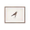 Picture of Turdus _GroupedProduct_Rectangle_Landscape_Framed_Matted_