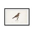Picture of Turdus _GroupedProduct_Rectangle_Landscape_Framed_Matted_