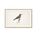 Picture of Turdus _GroupedProduct_Rectangle_Landscape_Framed_Matted_