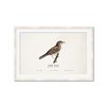 Picture of Turdus _GroupedProduct_Rectangle_Landscape_Framed_Matted_