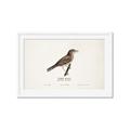 Picture of Turdus _GroupedProduct_Rectangle_Landscape_Framed_Matted_