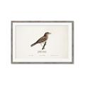 Picture of Turdus _GroupedProduct_Rectangle_Landscape_Framed_Matted_
