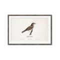 Picture of Turdus _GroupedProduct_Rectangle_Landscape_Framed_Matted_