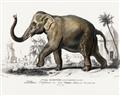 Picture of Indian Elephant _GroupedProduct_Rectangle_Landscape_Unframed_Print_Only_