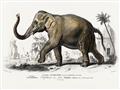 Picture of Indian Elephant _GroupedProduct_Rectangle_Landscape_Unframed_Print_Only_
