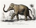 Picture of Indian Elephant _GroupedProduct_Rectangle_Landscape_Unframed_Print_Only_