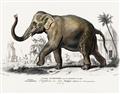 Picture of Indian Elephant _GroupedProduct_Rectangle_Landscape_Unframed_Print_Only_