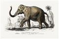 Picture of Indian Elephant _GroupedProduct_Rectangle_Landscape_Unframed_Print_Only_