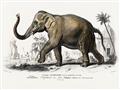Picture of Indian Elephant _GroupedProduct_Rectangle_Landscape_Unframed_Print_Only_