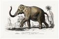 Picture of Indian Elephant _GroupedProduct_Rectangle_Landscape_Unframed_Print_Only_