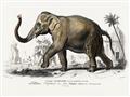 Picture of Indian Elephant _GroupedProduct_Rectangle_Landscape_Unframed_Print_Only_