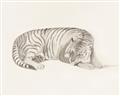 Picture of Tiger Time _GroupedProduct_Rectangle_Landscape_Unframed_Print_Only_