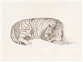 Picture of Tiger Time _GroupedProduct_Rectangle_Landscape_Unframed_Print_Only_