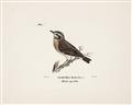 Picture of Wood Lark Bird _GroupedProduct_Rectangle_Landscape_Unframed_Print_Only_