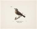 Picture of Wood Lark Bird _GroupedProduct_Rectangle_Landscape_Unframed_Print_Only_