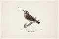 Picture of Wood Lark Bird _GroupedProduct_Rectangle_Landscape_Unframed_Print_Only_