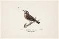 Picture of Wood Lark Bird _GroupedProduct_Rectangle_Landscape_Unframed_Print_Only_