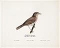 Picture of Turdus _GroupedProduct_Rectangle_Landscape_Unframed_Print_Only_