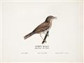Picture of Turdus _GroupedProduct_Rectangle_Landscape_Unframed_Print_Only_