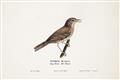Picture of Turdus _GroupedProduct_Rectangle_Landscape_Unframed_Print_Only_