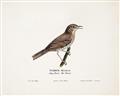 Picture of Turdus _GroupedProduct_Rectangle_Landscape_Unframed_Print_Only_
