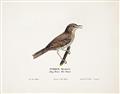 Picture of Turdus _GroupedProduct_Rectangle_Landscape_Unframed_Print_Only_