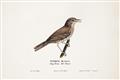 Picture of Turdus _GroupedProduct_Rectangle_Landscape_Unframed_Print_Only_