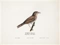 Picture of Turdus _GroupedProduct_Rectangle_Landscape_Unframed_Print_Only_