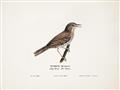 Picture of Turdus _GroupedProduct_Rectangle_Landscape_Unframed_Print_Only_