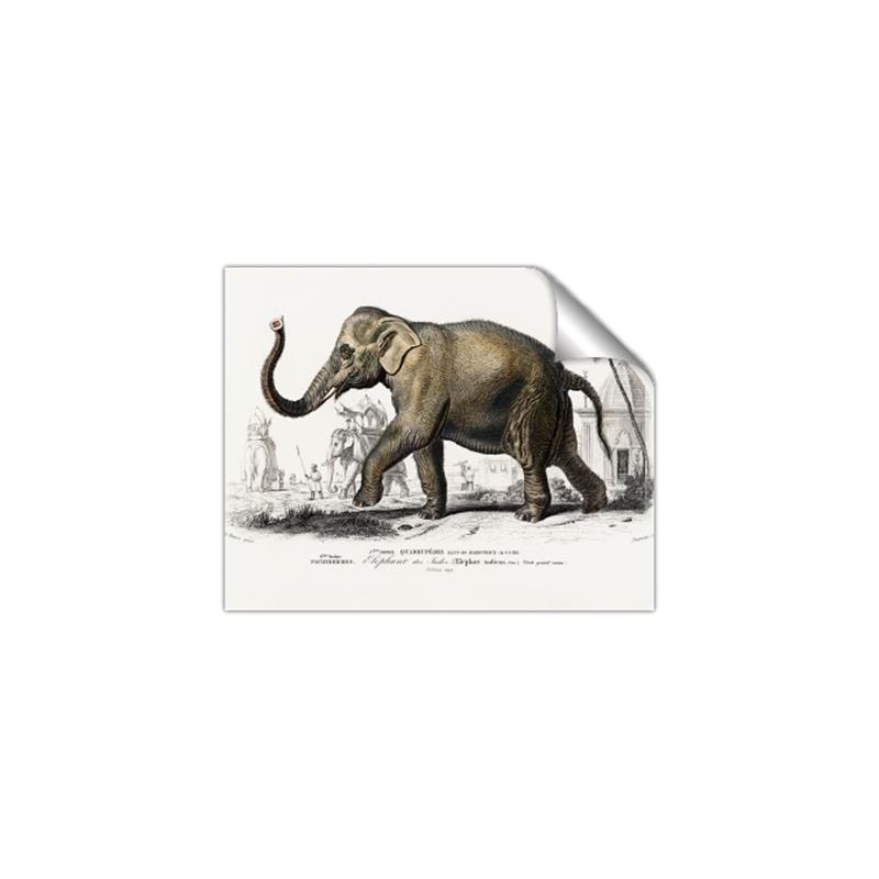 Picture of Indian Elephant _GroupedProduct_Rectangle_Landscape_Unframed_Print_Only_