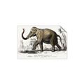 Picture of Indian Elephant _GroupedProduct_Rectangle_Landscape_Unframed_Print_Only_