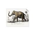 Picture of Indian Elephant _GroupedProduct_Rectangle_Landscape_Unframed_Print_Only_