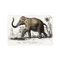 Picture of Indian Elephant _GroupedProduct_Rectangle_Landscape_Unframed_Print_Only_