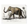 Picture of Indian Elephant _GroupedProduct_Rectangle_Landscape_Unframed_Print_Only_