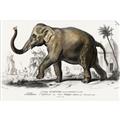 Picture of Indian Elephant _GroupedProduct_Rectangle_Landscape_Unframed_Print_Only_