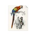 Picture of Feathered Friends _GroupedProduct_Rectangle_Portrait_Unframed_Print_Only_