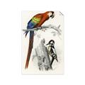 Picture of Feathered Friends _GroupedProduct_Rectangle_Portrait_Unframed_Print_Only_